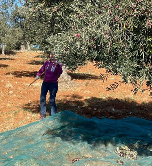 vareo de olivos peraleda de san roman